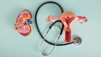 mockup kidney, model of female reproductive system and stethoscope lies on a blue background - obrazy, fototapety, plakaty