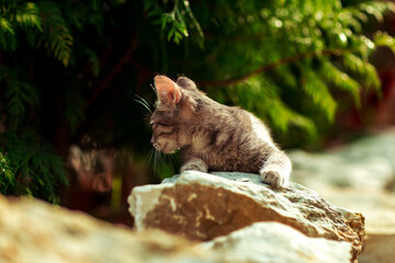 a small, gray, cute kitten, lying on a stone near a green plant