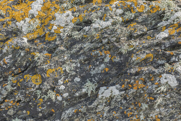 Background of lichen, eaweed and rock