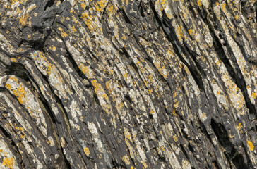 Background of slate like rock and lichen