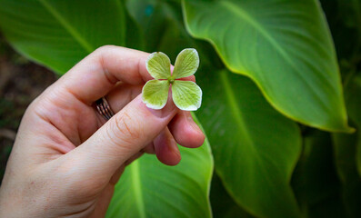 Beautiful green hydrangea flower in woman's hand against green leaves background. Growing flowers in botanical garden, in a flower bed. Perennial shrub with lettuce inflorescences. Fresh garden flower