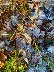 leaves in water