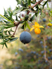 Calafate, también llamado Michay. Berberis microphylla. Arbusto espinoso endemico de la Patagonia.