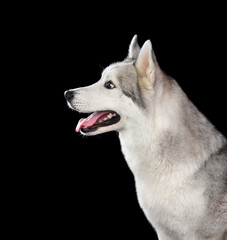 Portrait of siberian husky