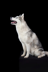 Siberian husky dog looking up