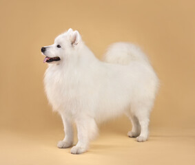Beautiful Samoyed dog
