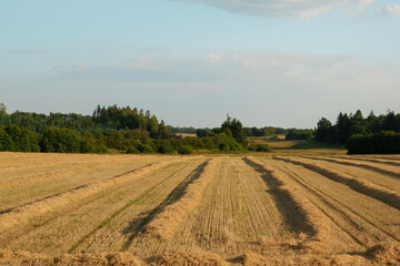Fototapeta na wymiar Wheat farm field at harvest. Rural landscape. Golden harvest of wheat in evening.