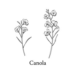 Canola hand drawn vector illustration isolated on white background. Canola or rape oilseed herb in black line set