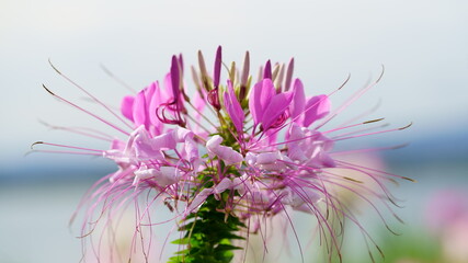 Spider flower