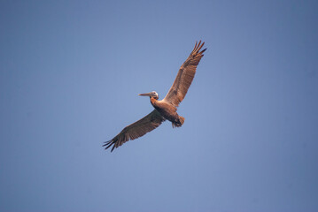 Pelicans in the sea. Pelicans flying. Wood boats. Birds on a fishing boat

