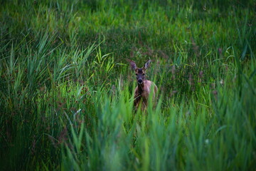 Wild Deer in Scottish Nature Reserve