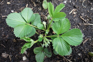 Erdbeerblüten geschlossen
