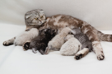 The Scottish fold cat feeds lot of mismatched kittens. Family. Selective focus