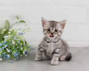 Fototapeta na wymiar A small striped gray-white kitten sits on the floor and looks at the camera. Licking his lips. Pink tongue