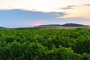 Fototapeta na wymiar Vineyards on hillside. Sunset in the Taman countryside