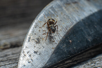 A small and curious ant on a knives edge.