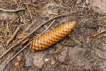 Pinecone on the forest floor.