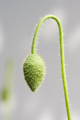 Poppy flower about to bloom.