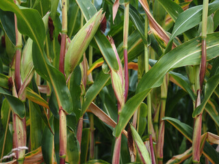 Close-Up Of Fresh Green Corn Plants On Field