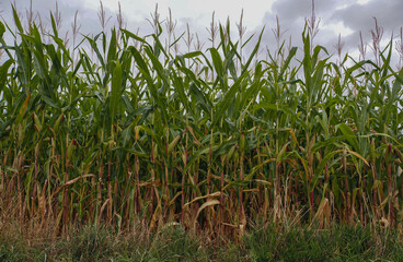 Low Angle View Of Corn Crop Growing In Field
