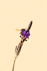 Bee on lavender