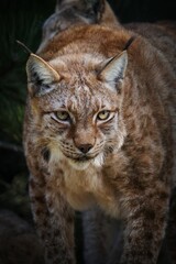 lynx in the snow