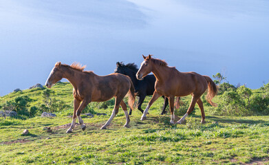Fototapeta na wymiar Horses In Mountains