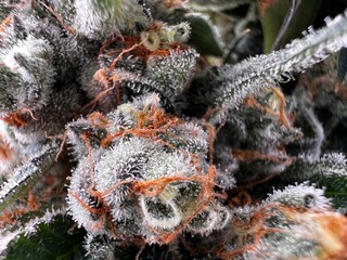 Trichomes on a cannabis plant
