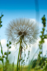 Fluffy dandelion against the sky. Close-up.