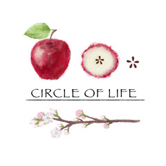 apple phrase circle of life