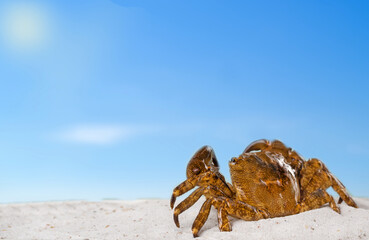 crab on the beach .concept of summer.