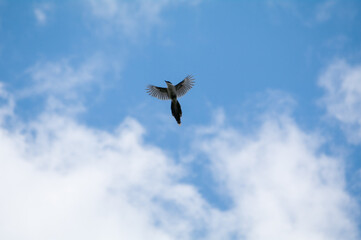 尾長の飛翔、青空