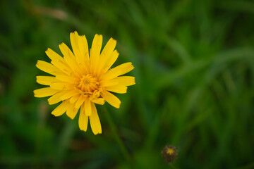 One yellow dandelion flower is located in the left corner of the image against a background of green grass.