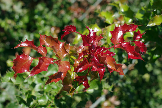 Fresh red new growth spiky holly leaves