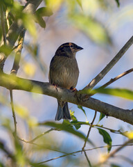The sparrow also know as Pardal or Gorrion among the branches at the top of a tree. Species Passer domesticus. Animal world. Birdwatching.