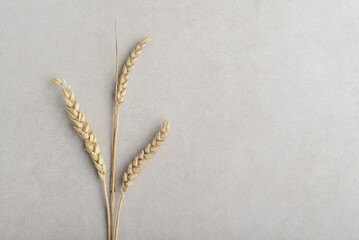 Wheat spikelets with grains