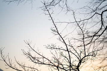 branch of a tree silhouette
