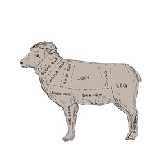 Vintage Lamb Meat Cut Map Drawing