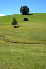 Pascoli estivi d'alpeggio in Alta Badia - 524747910