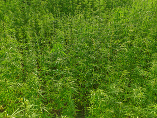 Agricultural field of hemp or cannabis. Growing annual herbaceous flowering plant for industrial needs.