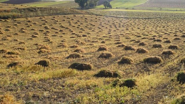 lentil fields, lentil fields to be harvested, lentil farming in continental climate,
