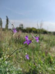 flowers on a meadow