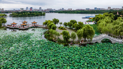 Landscape of Nanhu Park in Changchun, China with lotus flowers in full bloom