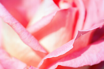 one pink rose