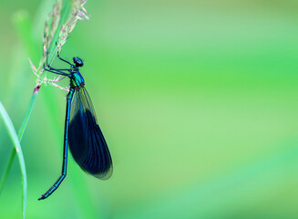 dragonfly insect  sitting on a grass