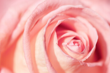 Obraz na płótnie Canvas one pink rose macrophoto, abstraction