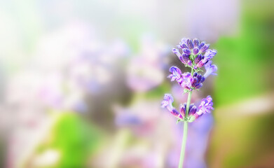 Lavender flowers at  blur background.