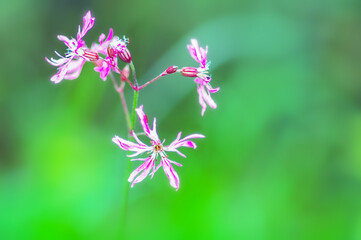 pink flowers on a stem on a green blurred background