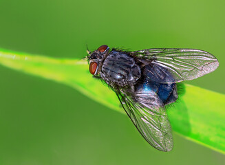 two fly insects on a rye cart macro photo