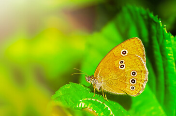 Orange butterfly in the morning on the a leaf of grass